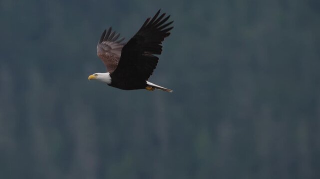 An eagle flying in slow motion looking for food over the ocean in Canada