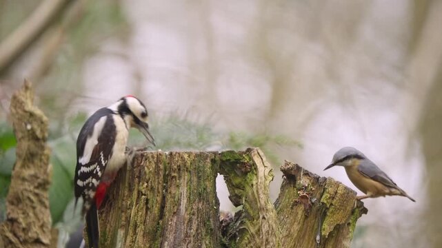 Great spotted woodpecker and nuthatch together on tree trunk in forest