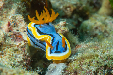 Anna's  nudibranch crawls on coral of Bali