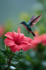 Obraz premium Vibrant hummingbird in flight, delicately approaching a bright red hibiscus flower. Symbolizes natures beauty, tropical paradise, and fleeting moments.