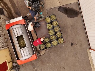 Aerial view of workers loading freshly harvested grapes into a container, the scene bathed in the warm light of the day, Vertou, Pays de la Loire, France.