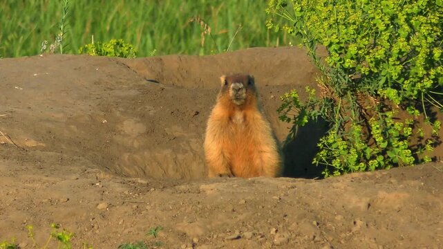 A Steppe Marmot (Marmota bobak) is half-emerging from its burrow and looking straight into the camera, close-up.