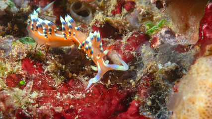 Close-up of a much-desired flabellina or desirable flabellina nudibranch crawling on corals of Bali