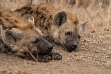 Fototapeta premium Closeup of spotted hyena cubs resting on its front paw while lying in the dry grass, Kruger National Park. 