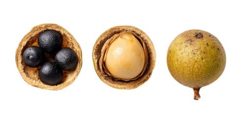 Three stages of a nut's life seeds, kernel, and whole fruit