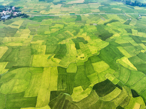 Aerial view of verdant fields creating patchwork quilt of vibrant greens and yellows, with roads cutting through, Naogaon, Rajshahi Division, Bangladesh.