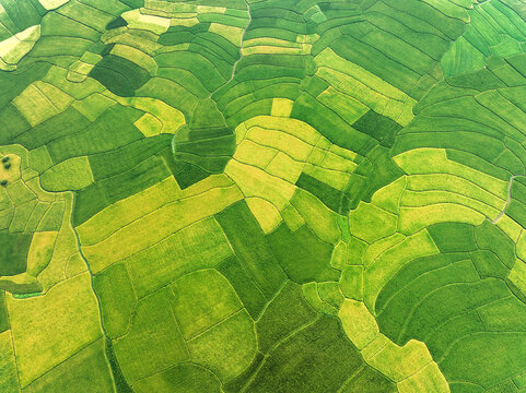 Aerial view of verdant fields create a mesmerizing patchwork quilt of varying greens and yellows, a fertile landscape stretching out, Naogaon, Rajshahi Division, Bangladesh.