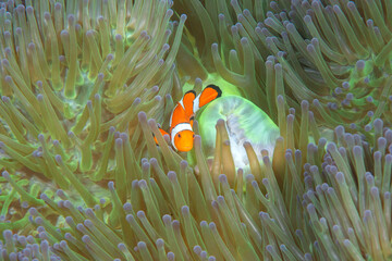 Ocellaris clownfish or false percula  clownfish or common clownfish  among tentacles of an anemone in Bali