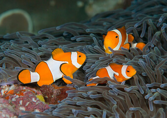 Ocellaris clownfish or false percula  clownfish or common clownfish  among tentacles of an anemone in Bali