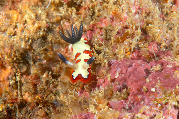 Faithful sea slug crawls on corals of Bali