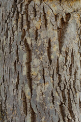 Close Up of Bark on Tree Stump. Old tree. many years old. carbon sink. close up of bark. macro photography. multi use. blog. article. background or backdrop. sunlight on bark. High quality photo