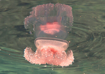 Jellyfish floating on surface  of Bali, Indonesia