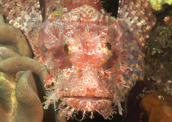 Tasseled Scorpionfish or small-scaled scorpionfish rests on corals of Bali
