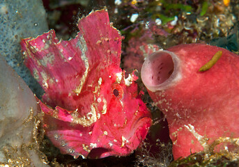 Leaf scorpionfish between  corals of Bali