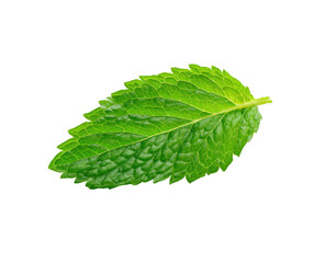 Vibrant green textured leaf with serrated edges on a black background