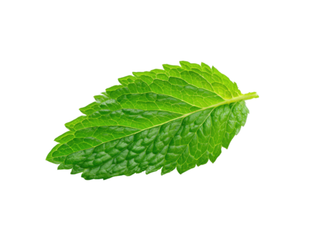 Vibrant green textured leaf with serrated edges on a black background
