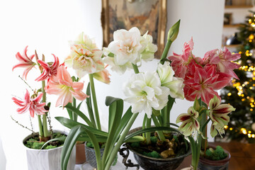 Close-up of blooming amaryllis flowers in soft natural light. Delicate petals, vibrant colors, and elegant winter decor create a bright, festive indoor atmosphere.