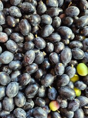 Top view of a bundle of fresh black olives. Olive harvest background. freshly picked olives. 
