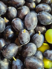 Close up of freshly harvested black olives in the South of France. 