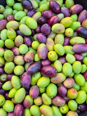 Top view of a lot of fresh olives. Olive harvest background. freshly picked olives. Lucques olive
