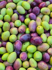 Top view of a bundle of fresh olives. Olive harvest background. freshly picked olives. Lucques olive
