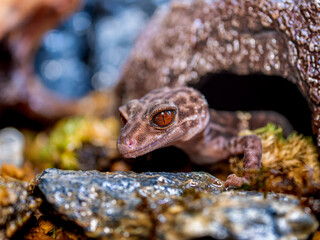 ハイナントカゲモドキ