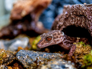 ハイナントカゲモドキ