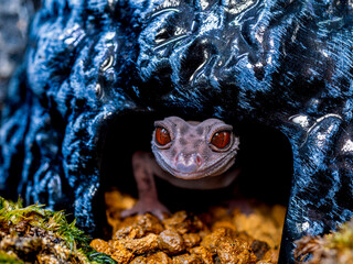 ハイナントカゲモドキ