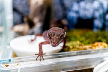 ハイナントカゲモドキ