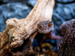 ハイナントカゲモドキ