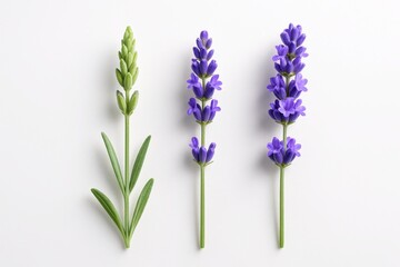 Obraz premium Three lavender spikes arranged in neat gradient from tight bud to full bloom on white background for herbal spa aromatherapy and wellness themes