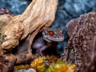 ハイナントカゲモドキ