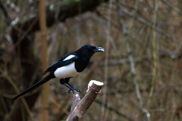 a magpie on a tree in an autumn forest