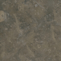 Brown Fossil Limestone Close-Up Texture