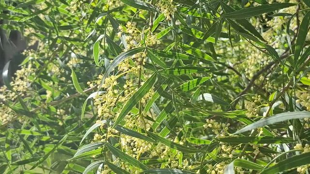 Slow-motion close-up of green leaves on the branches of a tree in the forest, swaying in the breeze. (Schinus molle, anacahuita, false pepper tree, gualeguay, pirul, molle or aguaribay)
