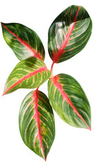 Leaves with Red Veins Close-Up Tropical Foliage Illustration