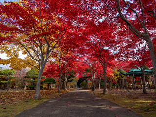 北海道　札幌　平岡樹芸センター　紅葉　もみじ　トンネル