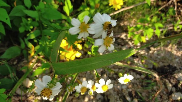 Cutter Flower or Aster Peacock has the scientific name Symphyotrichum ericoides (Aster ericoides). It is a small shrub, up to 1 meter tall, with lanceolate leaves and short stems. The flowers bloom in