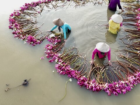 Aerial view of women in conical hats delicately arrange vibrant pink lotus flowers in a circular pattern in the murky water, Ho Chi Minh City, Ho Chi Minh City, Vietnam.