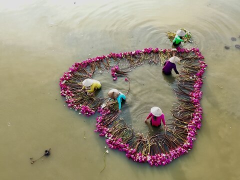 Aerial view of workers in conical hats gather pink lotus flowers, creating a heart-shaped bloom on the water's golden surface, Ho Chi Minh City, Ho Chi Minh City, Vietnam.
