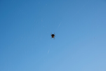 A spider in its web with blue sky