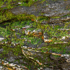 Warm Grey Mossy Rock Texture Close-Up Texture