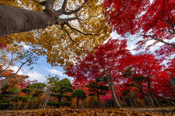 北海道　札幌　平岡樹芸センター　紅葉　もみじ　トンネル