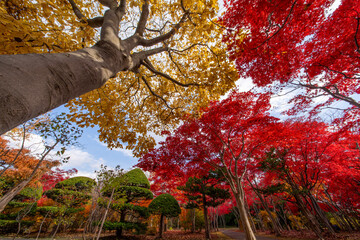 北海道　札幌　平岡樹芸センター　紅葉　もみじ　トンネル