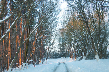 Snow-covered pathway winding through a serene forest, flanked by tall trees with branches creating a natural archway, inviting exploration in a tranquil winter landscape