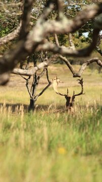 a male sika deer resting in Groot Sprenkelveld, Netherlands