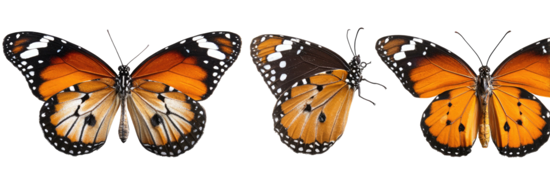 Three monarch butterflies with open wings on a black background