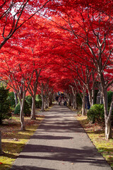 北海道　札幌　平岡樹芸センター　紅葉　もみじ　トンネル