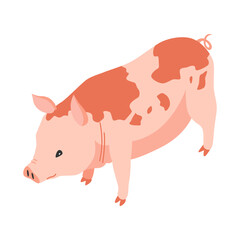 Obraz premium Farm animal isometric. Domestic animal in 3d flat back and front view. Cute game character of pig. Vector icon