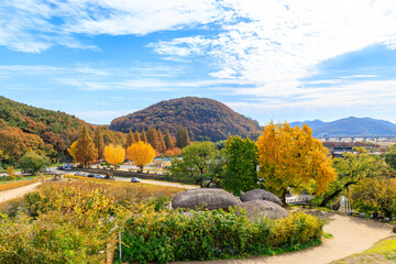 Autumn scenery of Yangdong Village, an old traditional village in Gyeongju, Korea, with beautiful ginkgo trees that have turned yellow in autumn.